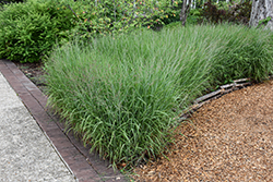 Shenandoah Reed Switch Grass (Panicum virgatum 'Shenandoah') at Canadale Nurseries