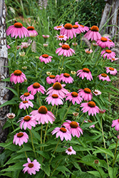 Purple Coneflower (Echinacea purpurea) at Canadale Nurseries