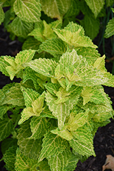 Electric Lime Coleus (Solenostemon scutellarioides 'Electric Lime') at Canadale Nurseries