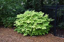 Sun King Japanese Spikenard (Aralia cordata 'Sun King') at Canadale Nurseries