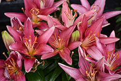 Lily Looks Tiny Pearl Lily (Lilium 'Tiny Pearl') at Canadale Nurseries