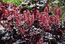 Timeless Night Coral Bells (Heuchera 'Timeless Night') at Canadale Nurseries