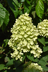 Dragon baby Hydrangea (Hydrangea paniculata 'HYLV17522') at Canadale Nurseries