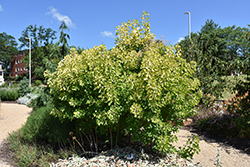 Winecraft Gold Smokebush (Cotinus coggygria 'MINCOJAU3') at Canadale Nurseries