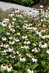 White Swan Coneflower (Echinacea purpurea 'White Swan') at Canadale Nurseries