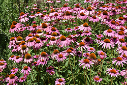 Ruby Star Coneflower (Echinacea purpurea 'Rubinstern') at Canadale Nurseries