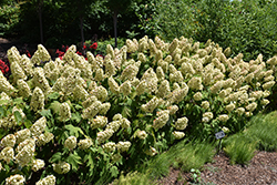 Gatsby Gal Hydrangea (Hydrangea quercifolia 'Brenhill') at Canadale Nurseries
