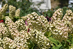 Gatsby Gal Hydrangea (Hydrangea quercifolia 'Brenhill') at Canadale Nurseries