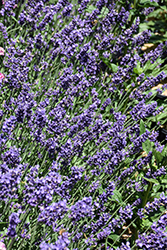 SuperBlue Lavender (Lavandula angustifolia 'SuperBlue') at Canadale Nurseries