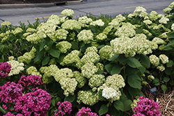 Invincibelle Sublime Smooth Hydrangea (Hydrangea arborescens 'SMNHRL') at Canadale Nurseries