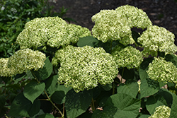 Invincibelle Sublime Smooth Hydrangea (Hydrangea arborescens 'SMNHRL') at Canadale Nurseries