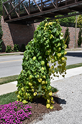 Golden Falls Redbud (Cercis canadensis 'NC2015-12') at Canadale Nurseries