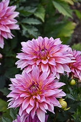 Venti Passion Fruit Dahlia (Dahlia 'Baldenink') at Canadale Nurseries