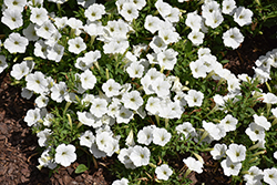 Supertunia Vista Snowdrift Petunia (Petunia 'BBTUN04401') at Canadale Nurseries