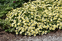 Bee's Knees Petunia (Petunia 'Balcobees') at Canadale Nurseries