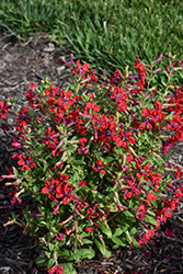 Totally Tempted Watermelon Wine Cuphea (Cuphea procumbens 'Watermelon Wine') at Canadale Nurseries