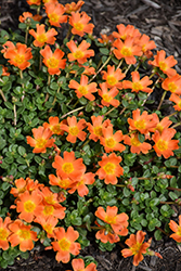 Mojave Tangerine Portulaca (Portulaca grandiflora 'Mojave Tangerine') at Canadale Nurseries