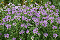 Wild Beebalm (Monarda fistulosa) at Canadale Nurseries