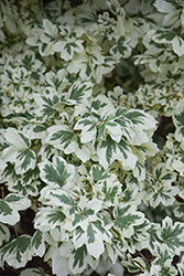Carnival Hedge Maple (Acer campestre 'Carnival') at Canadale Nurseries