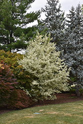 Carnival Hedge Maple (Acer campestre 'Carnival') at Canadale Nurseries