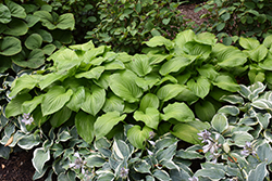 Guacamole Hosta (Hosta 'Guacamole') at Canadale Nurseries