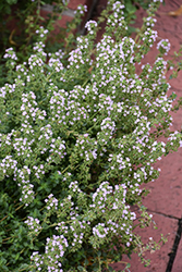 Common Thyme (Thymus vulgaris) at Canadale Nurseries