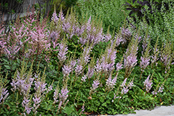 Dwarf Chinese Astilbe (Astilbe chinensis 'Pumila') at Canadale Nurseries