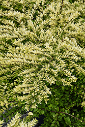 Thunderbolt Box Honeysuckle (Lonicera nitida 'Golden Glow') at Canadale Nurseries