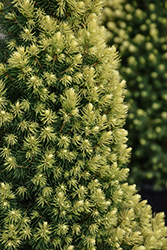 Rainbow's End Spruce (Picea glauca 'Rainbow's End') at Canadale Nurseries
