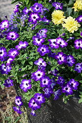 Supertunia Tiara Blue Petunia (Petunia 'INPETTIABL') at Canadale Nurseries