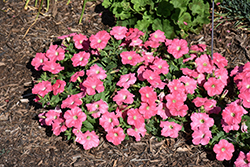 Supertunia Bermuda Beach Petunia (Petunia 'Supertunia Bermuda Beach') at Canadale Nurseries