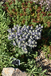Blue Hobbit Sea Holly (Eryngium planum 'Blue Hobbit') at Canadale Nurseries
