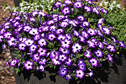 Supertunia Tiara Blue Petunia (Petunia 'INPETTIABL') at Canadale Nurseries