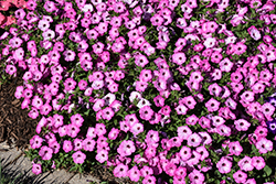 Supertunia Tiara Pink Petunia (Petunia 'PEHY0083') at Canadale Nurseries