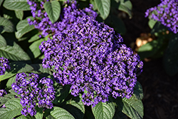 Aromagica Purple Heliotrope (Heliotropium arborescens 'INHELAROPU') at Canadale Nurseries