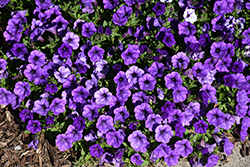 Supertunia Mini Vista Ultramarine Petunia (Petunia 'WNPETMVUM24') at Canadale Nurseries