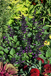 Rockin' Deep Purple Sage (Salvia 'BBSAL09001') at Canadale Nurseries