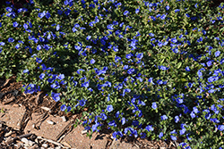 Blue My Mind XL Morning Glory (Evolvulus 'RMEVO28301') at Canadale Nurseries