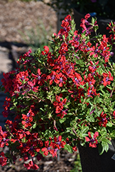Totally Tempted Watermelon Wine Cuphea (Cuphea procumbens 'Watermelon Wine') at Canadale Nurseries