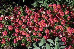 Supertunia Persimmon Petunia (Petunia 'Supertunia Persimmon') at Canadale Nurseries