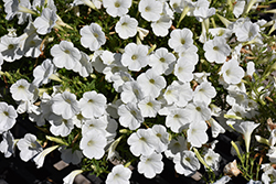 Supertunia Mini Vista White Petunia (Petunia 'USTUN87002') at Canadale Nurseries