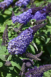 Pugster Blue Butterfly Bush (Buddleia 'SMNBDBT') at Canadale Nurseries