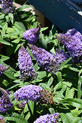 Pugster Amethyst Butterfly Bush (Buddleia 'SMNBDL') at Canadale Nurseries