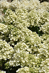 Tiny Quick Fire Hydrangea (Hydrangea paniculata 'SMNHPSB') at Canadale Nurseries