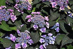 Tuff Stuff Top Fun Hydrangea (Hydrangea serrata 'SMNHSG') at Canadale Nurseries