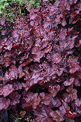 Carnival Burgundy Blast Coral Bells (Heuchera 'Burgundy Blast') at Canadale Nurseries