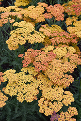 Sassy Summer Sunset Yarrow (Achillea 'Sassy Summer Sunset') at Canadale Nurseries