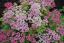 Milly Rock Rose Yarrow (Achillea millefolium 'FLORACHRO1') at Canadale Nurseries