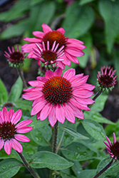 Sombrero Fuchsia Fandango Coneflower (Echinacea 'Balsomfand') at Canadale Nurseries