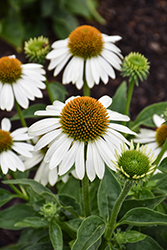 Sombrero Blanco Coneflower (Echinacea 'Balsomblanc') at Canadale Nurseries